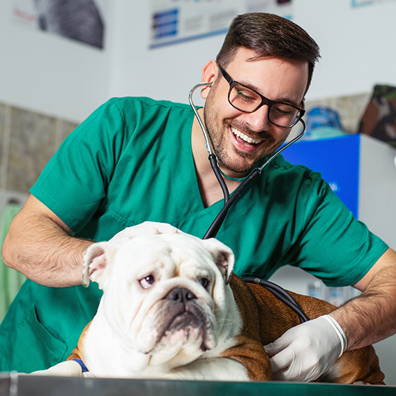 Vet